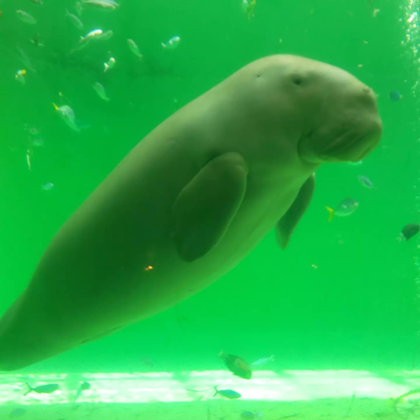 あざみ 夏の思い出 かわいいがいっぱい 鳥羽水族館 ジュゴン セレナ さんと ラッコおじさん と キラメイてる ラッコ T Co Rtjb1wtxwv Twitter