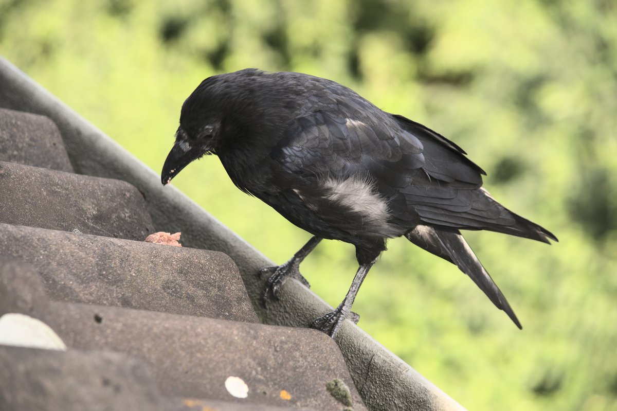 My #crow friend Kräkrä is #moulting (very gently and without large bald patches), and his child Tiqtoq wasn't so keen on having their picture taken.

#corvid #teamcorvid #crowtherapy