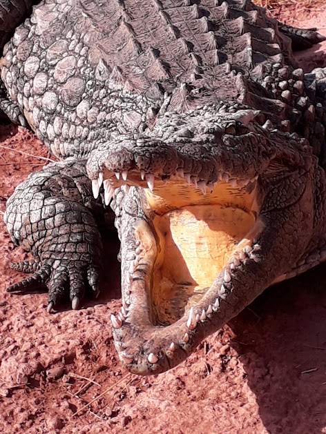 CROCOPARC's tweet photo. Le nourrissage des crocodiles, un instant à ne pas rater. Actuellement, tous les jours à 12h, 15h et 17h, des photos à ne pas manquer ! https://t.co/0TexuMaeXF