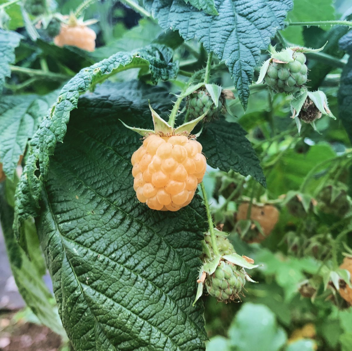 Found these beauties lurking on the allotment, only put the canes in this year! #gardeningwithjason #allotmenteering #growingfruit #raspberries