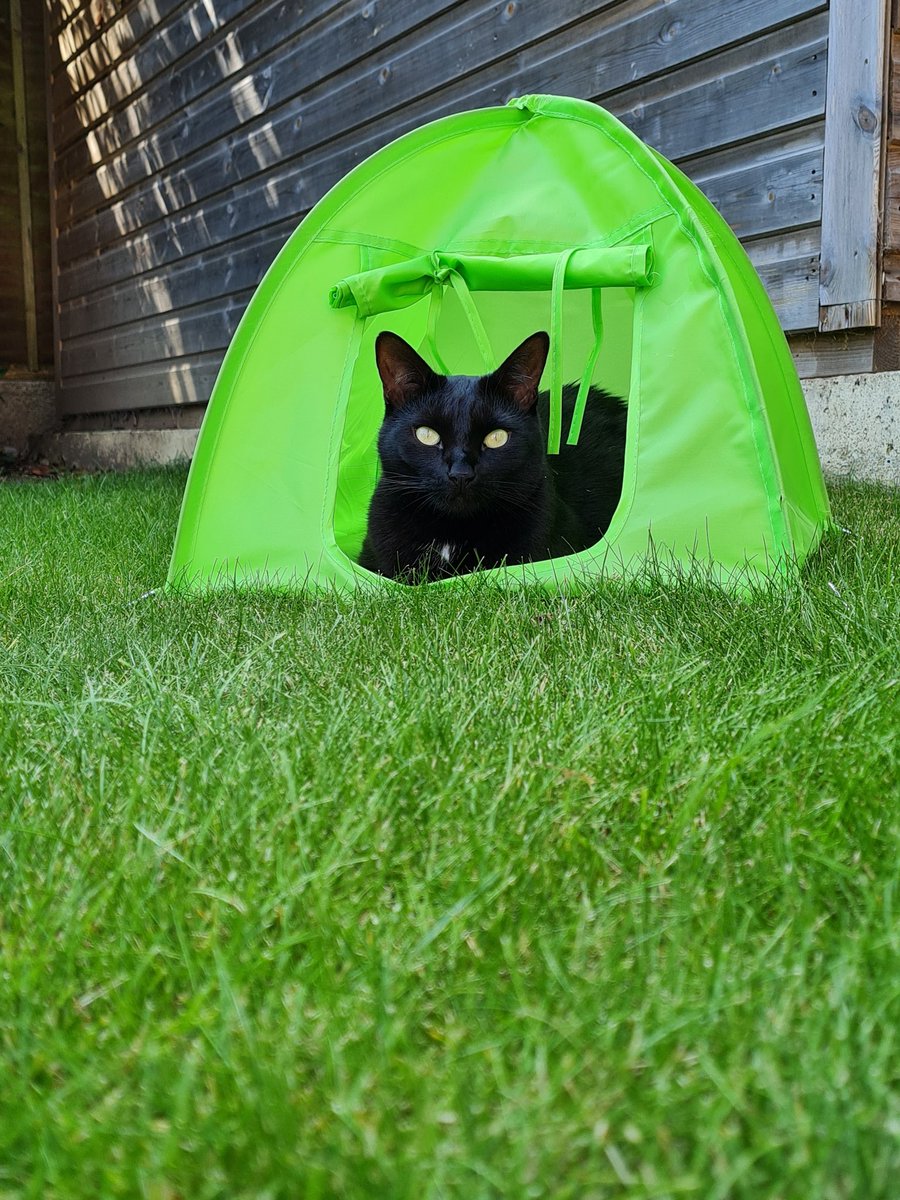 lawes7878's tweet photo. One very spoilt moggy Bella, adopted from @farnhamcats 5 years ago &amp; we love her so much. Please adopt &amp; don't shop for cats on the Internet. Tent on sale @zooplusUK 😻 https://t.co/kaPEd4zTyg