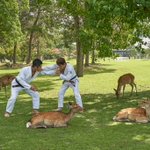 合成にしか見えない？奈良公園で柔術しているところを撮る仕事の様子!