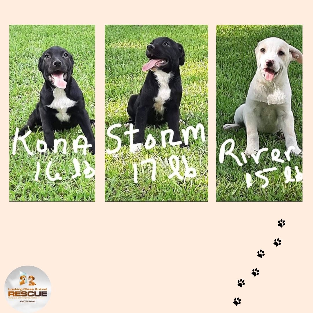 Kona, Storm, and River are patiently waiting for their forever family! If you are ready to commit to one of these adorable souls please fill out an application! #adoptdontshop #lgar #rescue #fosterssavelives lgarinc.org/adoption-appli…