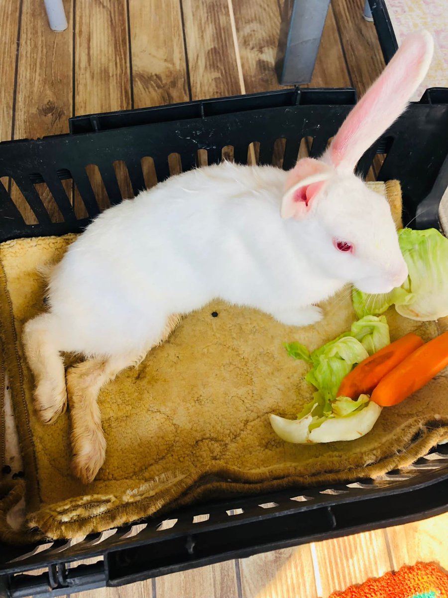 ANKARA YUVA İLANI🏡
sokakta yürüyemez halde bulundu, kontrolleri yapıldı ve beli kırık olduğu için iyileşmeyeceği söylendi. tuvaletini kendi yapabiliyor,sağlığı açısından fazla hareket etmemesi gerekiyor. Bu cana yuva olur musunuz? 

iletişim: 0543 920 89 12