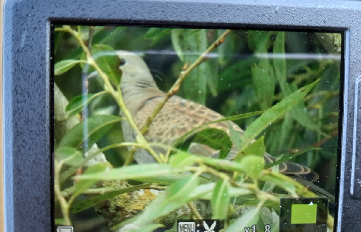 Duncbye's tweet image. A juv Turtle Dove in riverside willows at Bank Island this afternoon before flying towards Wheldrake Ings. A lovely full phat patch tick. @PatchBirding #PWC2021 @LDV_NNR @YorkBirding @nybirdnews
