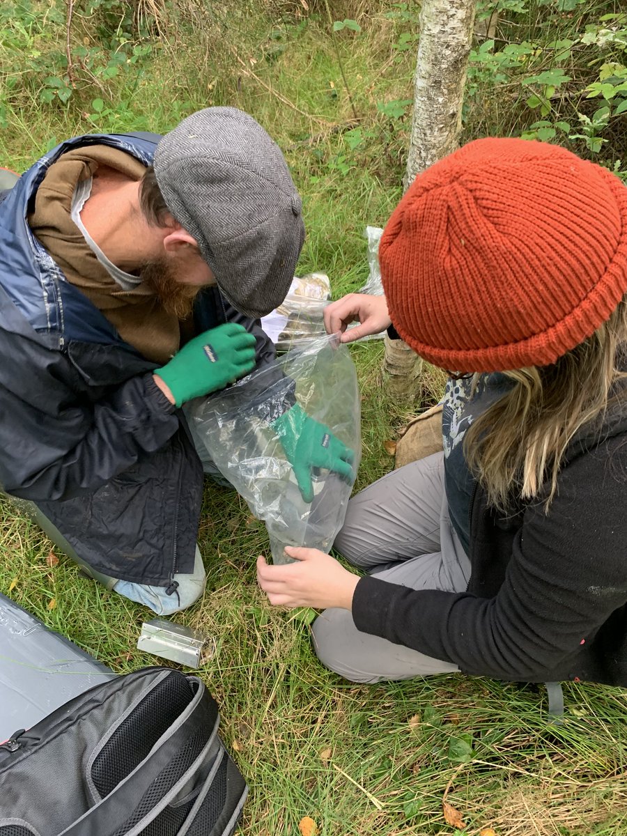 NatGoldsworth's tweet image. For the results of our mammal survey, and news of more dates in October for anyone who would like to take part, head to our Facebook page (@natgoldsworth)