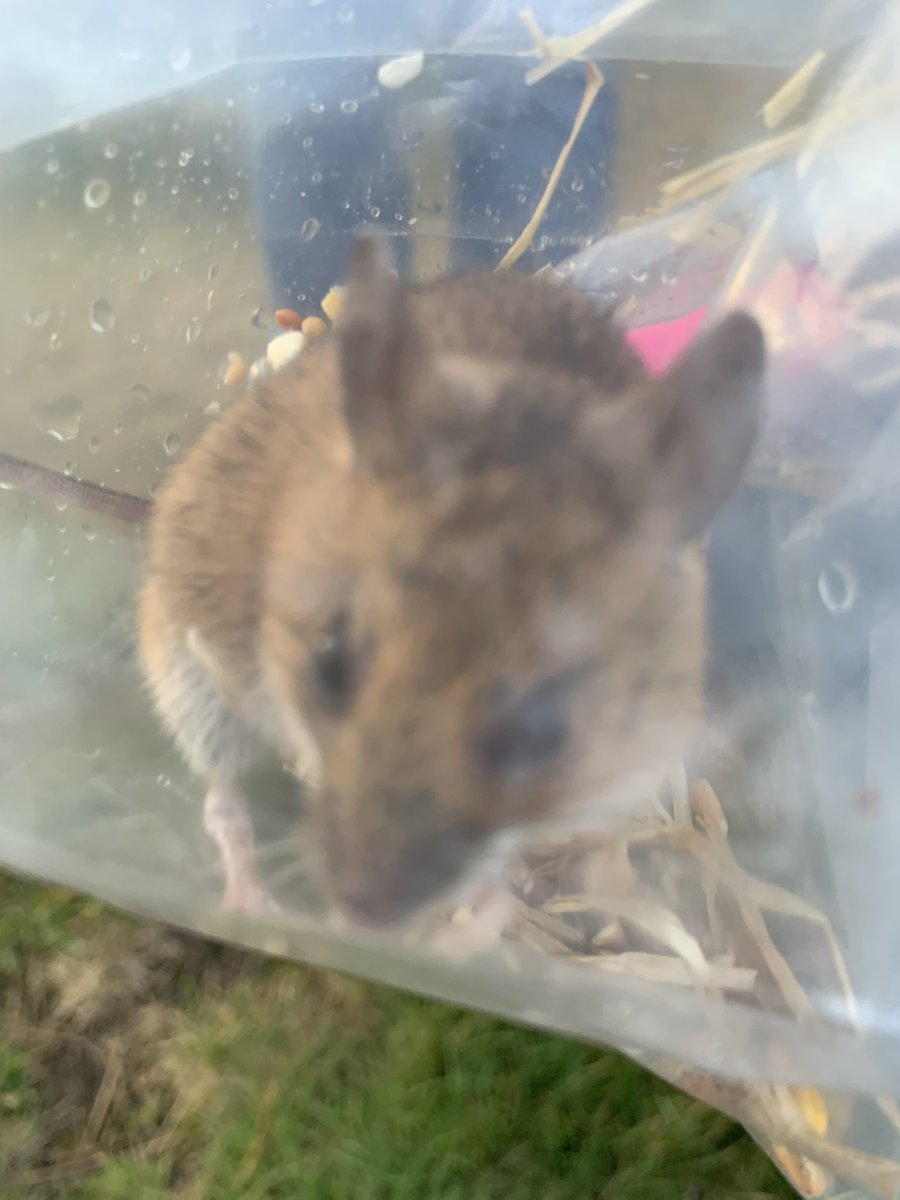 NatGoldsworth's tweet image. For the results of our mammal survey, and news of more dates in October for anyone who would like to take part, head to our Facebook page (@natgoldsworth)