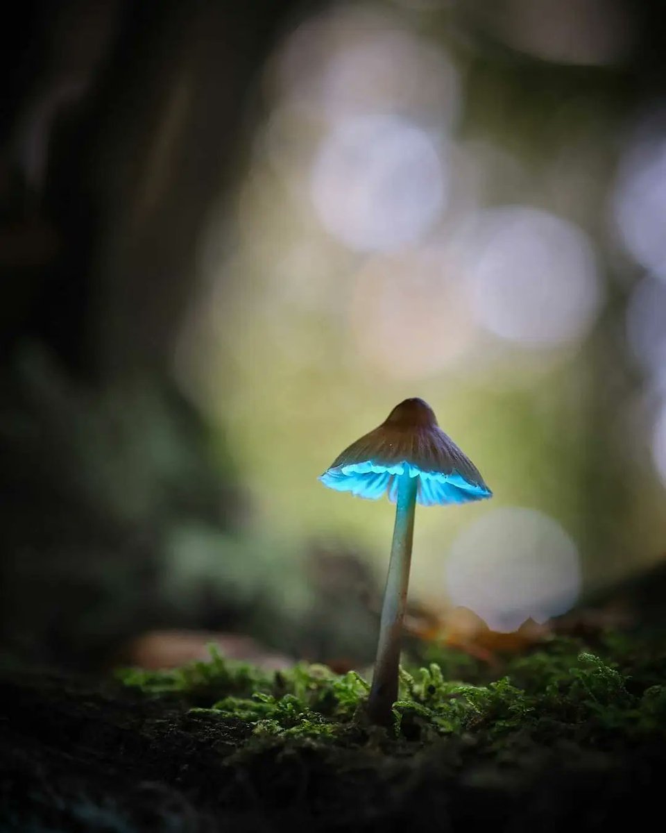 Beautiful morning among mushrooms. Which one do you like more?