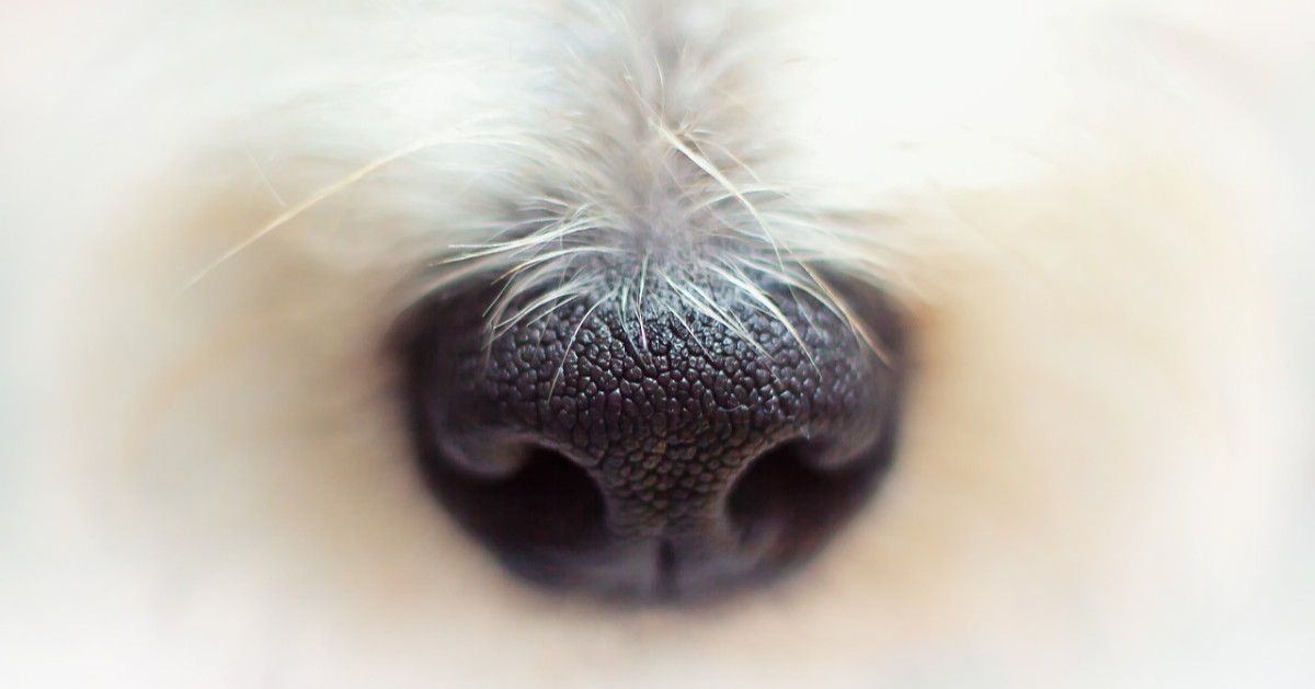 K9FirstAid_CPR's tweet image. Join us in person for our fundraiser course to support Healing Hounds and get certified in K9 First-Aid and CPR. #k9firstaidandcpr
Sign up at cprforcanines.com
September 19th 2021 at 9am MDT- 3pm MDT
Denver Police-District 3: 1625 S University Blvd, Denver, CO 80210