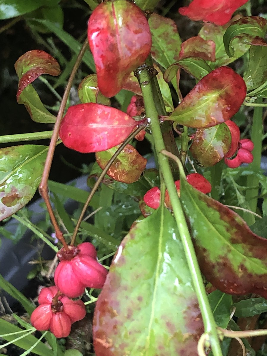 oxygengardener's tweet photo. This leaf colour is one of my current favourites! Euonymus ( red cascade) Looking forward to Autumn just to see how pinky/ red this gets! The little capsules are so cute too! β€οΈπ#euonymous #pinkleaves #redleaves #colourfulgarden #mygarden #plantaddiction https://t.co/1uIIQrywm1