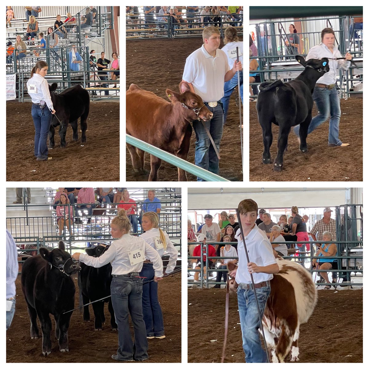 Fayette_FFA's tweet photo. FFA members rounded out Saturday with cattle!  All the Fayette students have done an excellent job prepping and exhibiting at the Fulton County Fair!! https://t.co/bbGwwJnHt3