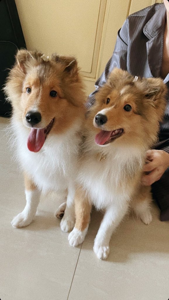 marchywl's tweet image. vlog one day with bentley&amp;amp;cartier 🐶🤎🤍#VlogWithWin #winmetawin  @winmetawin