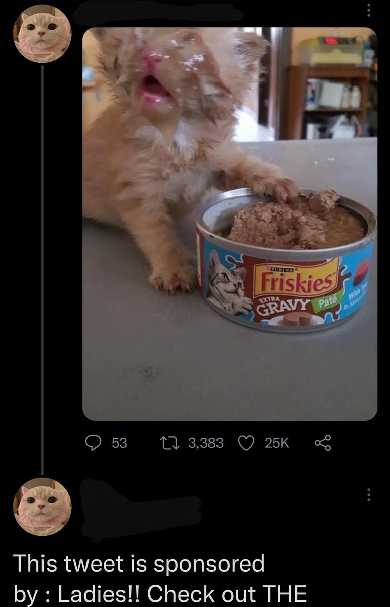 C'mon bro it's a kitten