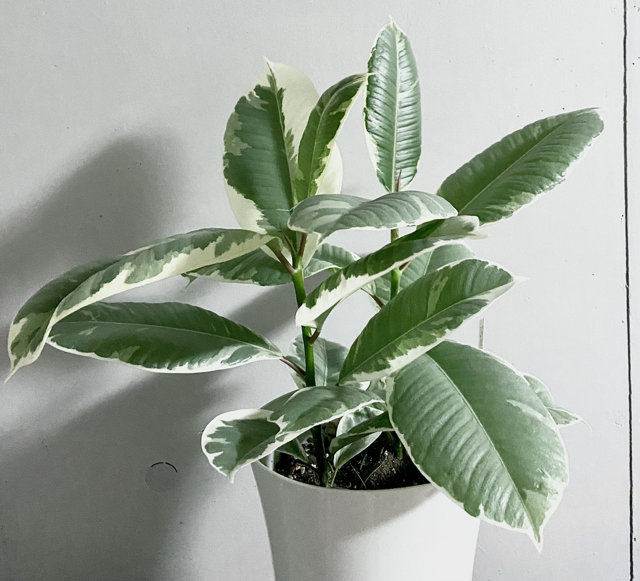 あみローズ ベランダローズガーデン バラはお部屋の中で育てられないので 観葉植物をお迎え 白い斑入りの薄いグリーンが可愛いフィカス ティネケ ゴムの木の花言葉は永遠の幸せらしい 大きく育てるぞー 植物のある暮らし T Co あみローズ ベランダローズガーデン バラはお部屋の中で育てられないので 観葉植物をお迎え 白い斑入りの薄いグリーンが可愛いフィカス ティネケ ゴムの木の花言葉は永遠の幸せらしい 大きく育てるぞー 植物のある暮らし T Co