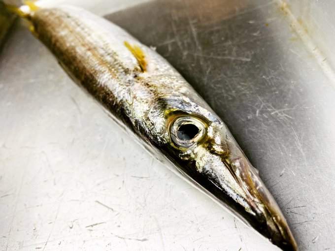 これ読める 魳 魚に帀と書いてなんて読む 読めたらすごい魚漢字クイズ Sotokoto Online ソトコトオンライン 未来をつくるsdgsマガジン