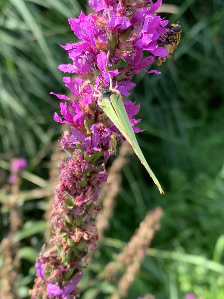 pollylizzy's tweet image. Just a one more 🤣🤣