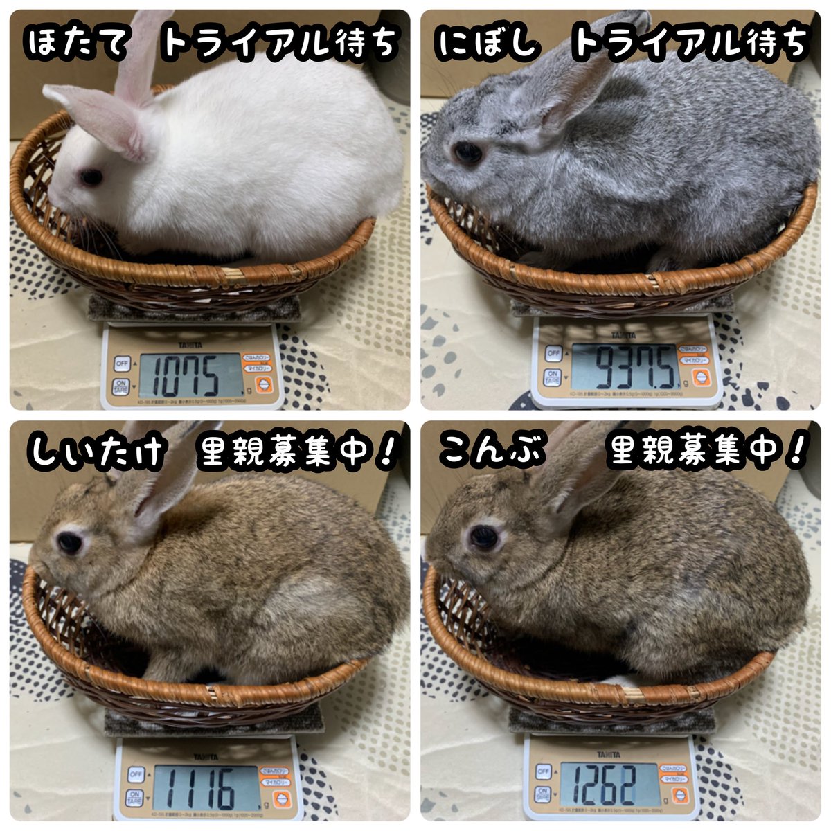 否 Hitei Teki17 Twitter