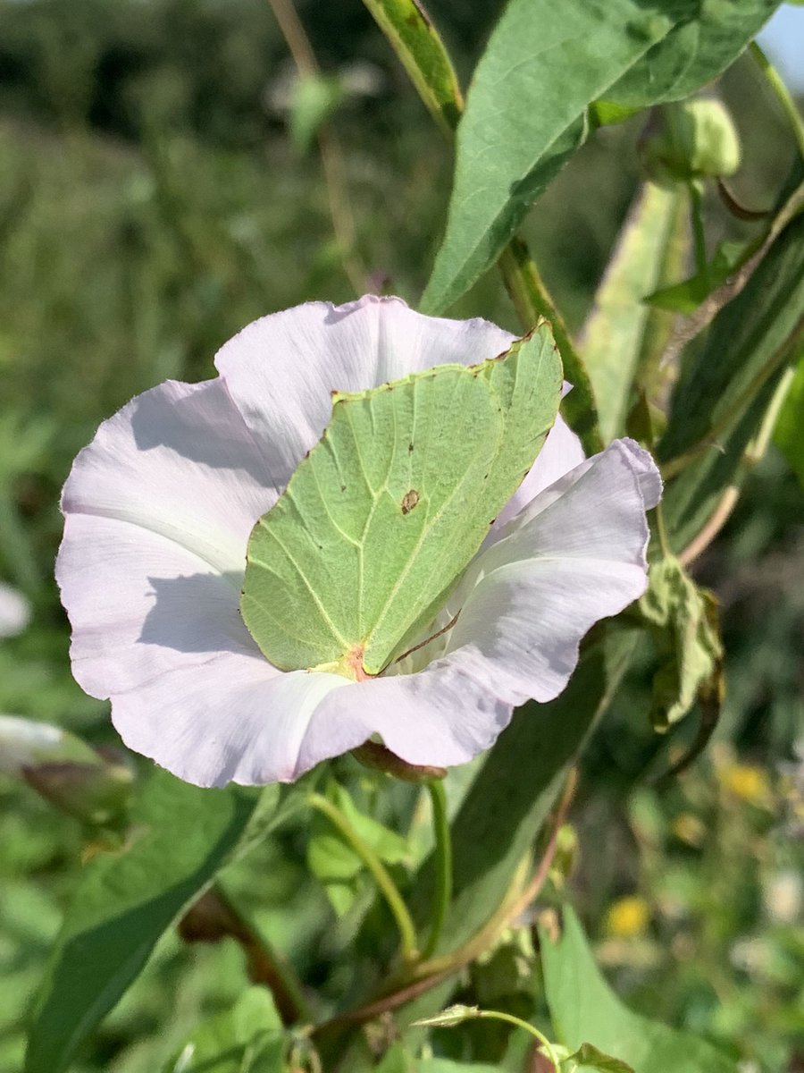 pollylizzy's tweet image. A Brimstone Bonanza 👏🦋👏🦋I couldn’t believe my luck.