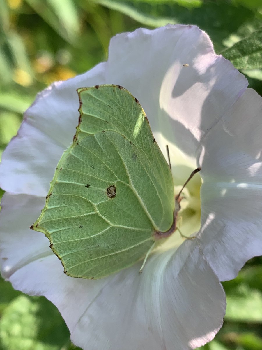pollylizzy's tweet image. A Brimstone Bonanza 👏🦋👏🦋I couldn’t believe my luck.