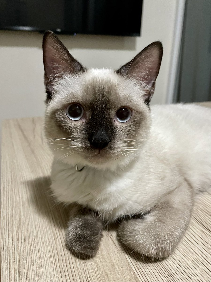 ronnrobby's tweet photo. Good boy like his hooman #YoshiCat https://t.co/l3DcCWQ0C3