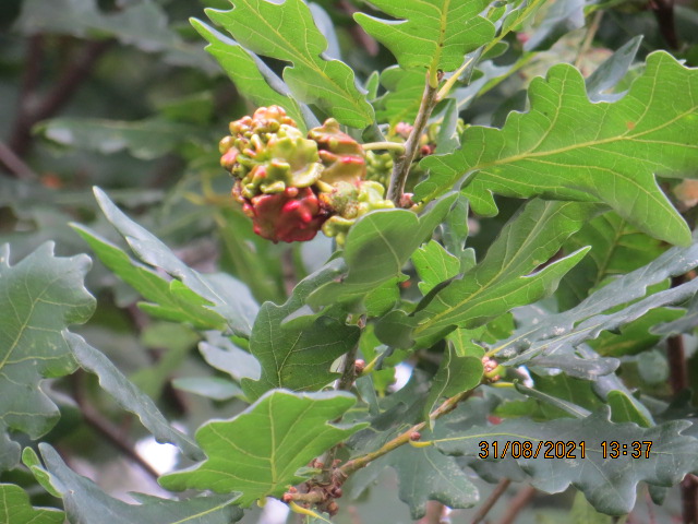 demurely38's tweet photo. Lots of #knopper galls on one #oak this year https://t.co/0KzhgaSfTh