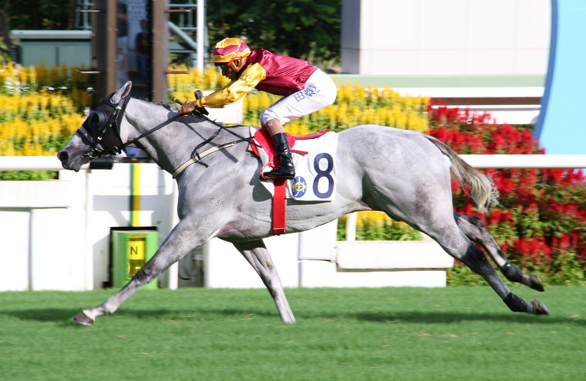 dommillard1's tweet photo. EZRA certainly ran as well as he looked, easily winning the Ma On Shan Handicap over a mile at today's opening meeting at Shatin. Congratulations to William Mocatta and many thanks to Karis Teetan. https://t.co/mnOocS0dab