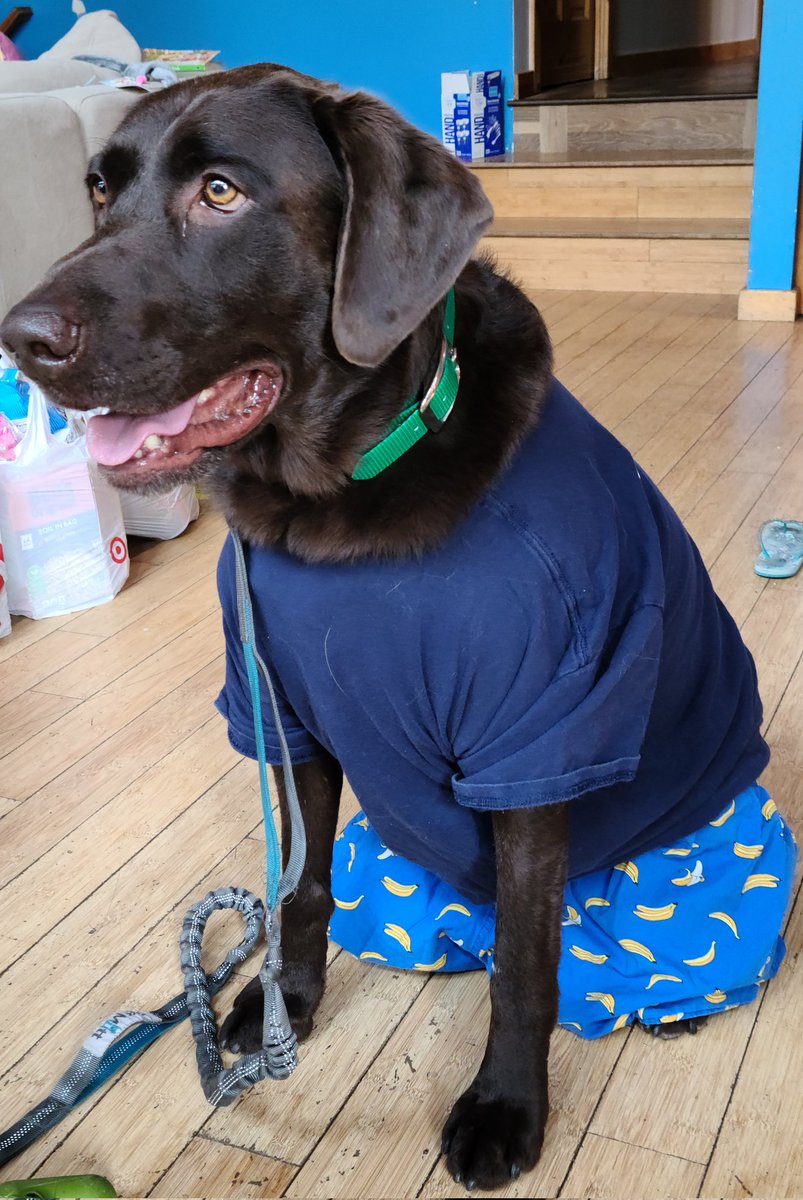 When not working @SquawCreek, I attend tea parties with my sister. Sometimes even @DogsOfTurf need a day off.
#teaparty #DogsofTwittter #dressupday