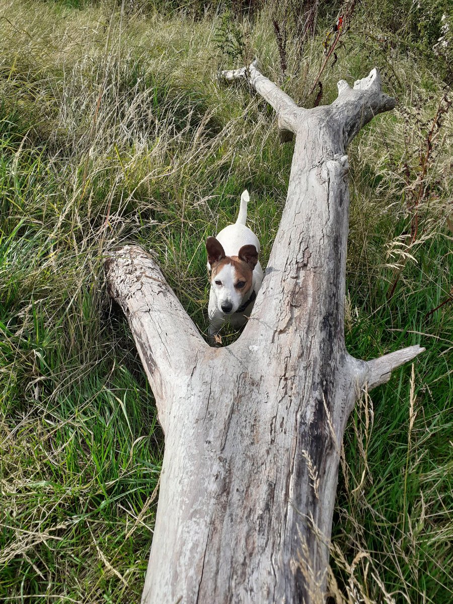 Stafford common walk and litter pick. Balloon, can and bottle.🎈🥫🐕☀️