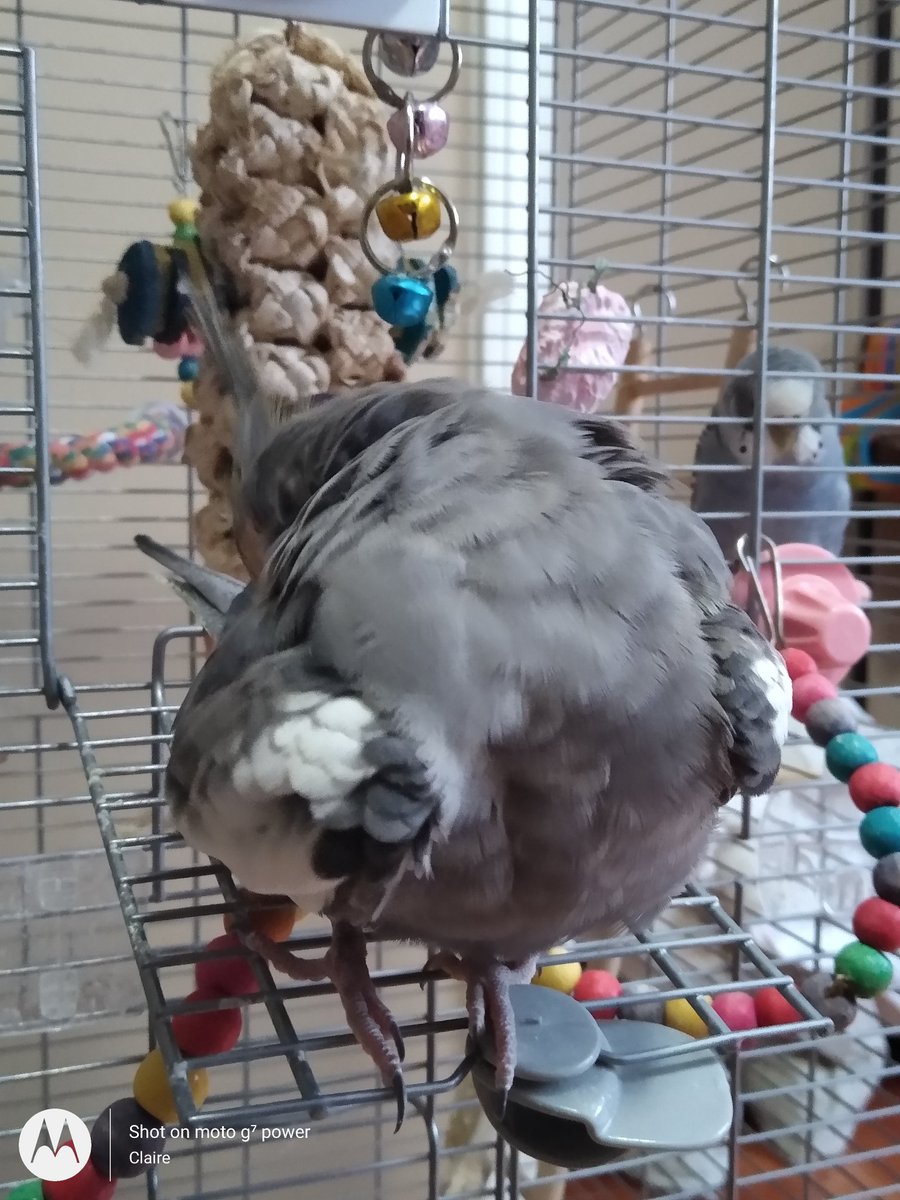 Milo& Blueberry|House of Weird chickens| tweet media