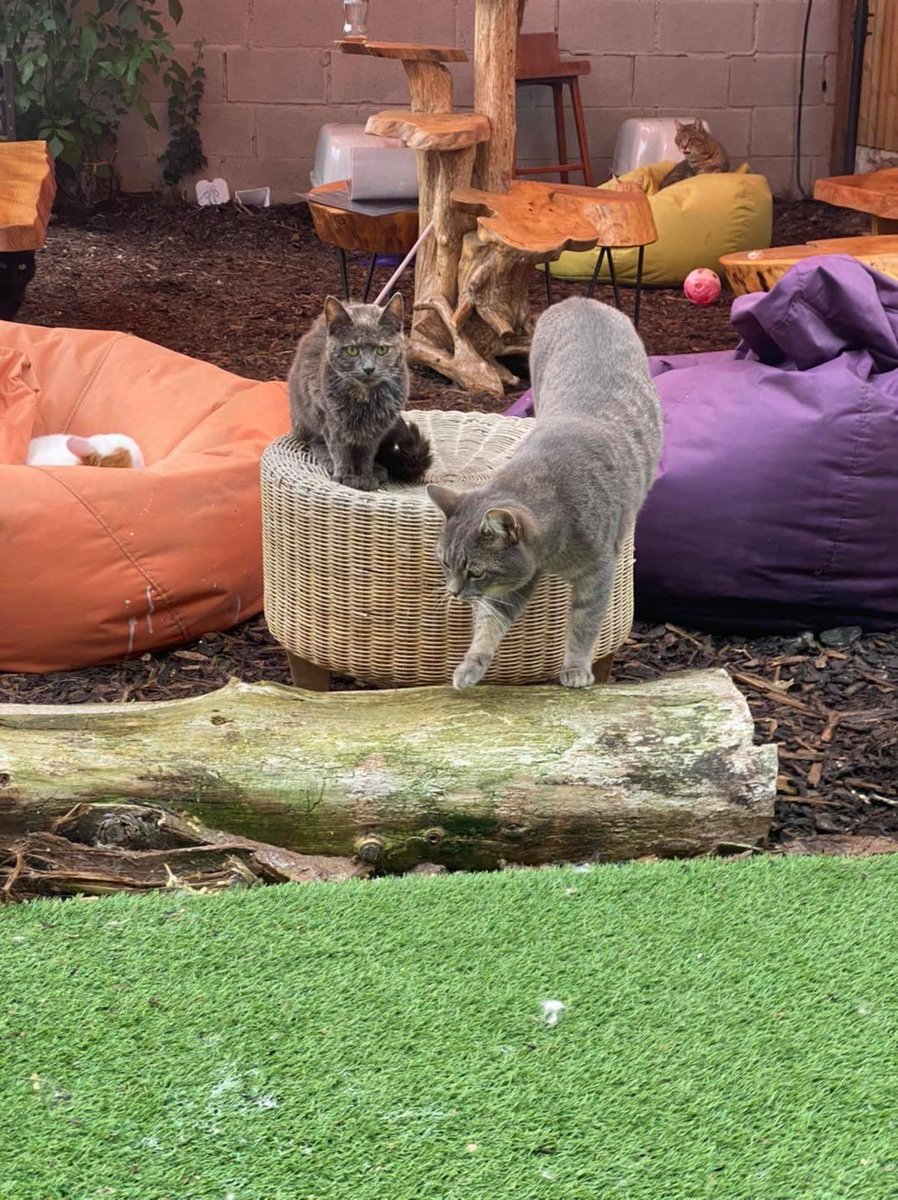 CatVillageNorth's tweet photo. We  have a amazing opportunity for cat lovers to join our team.

From front of house, barista, Graphics design, IT related, catering, charity work, and animal care no skills or qualifications needed, however the ability to learn and enthusiasm for the role is essential. https://t.co/hrIfPuPjNE