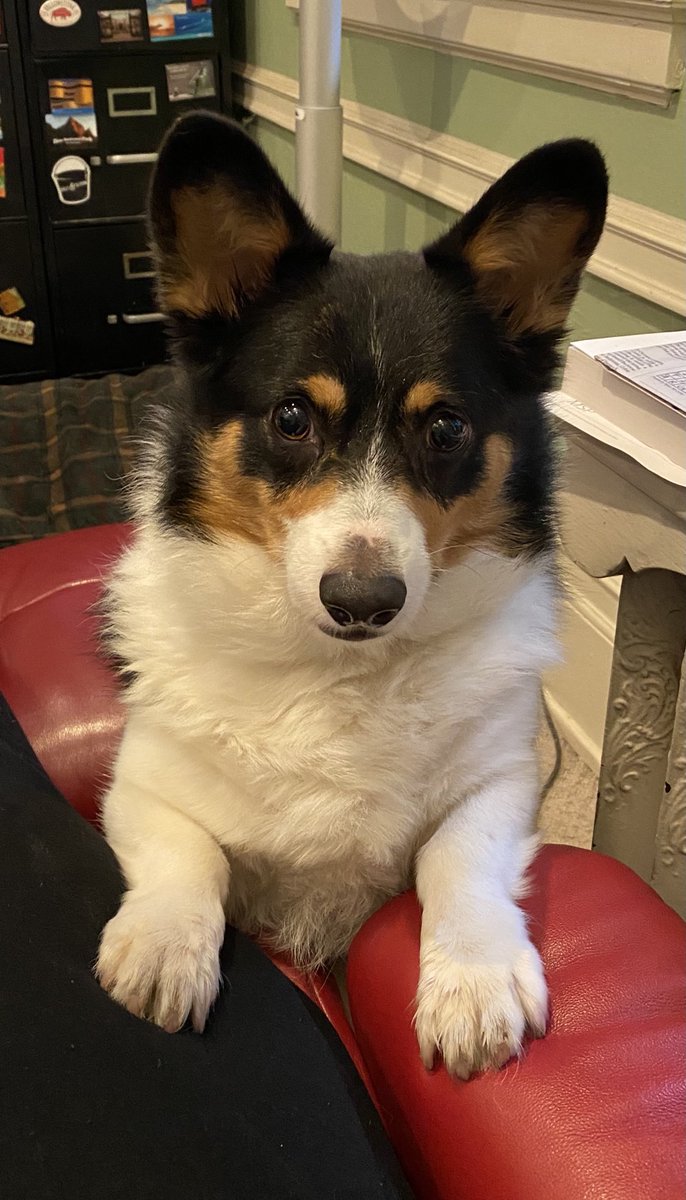 So, you gonna share? #corgicrew