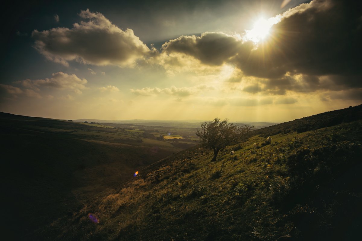 GlavindStrachan's tweet photo. #Hawthorn on the edge of #SourtonTors on #Dartmoor overlooking #LakeDown - really steep valley (that's not at all fun to climb!) #Dartmoorphotography #DevonLandscapes #VisitDartmoor #Devon #Devonphotographer https://t.co/YK1SLtlrqh