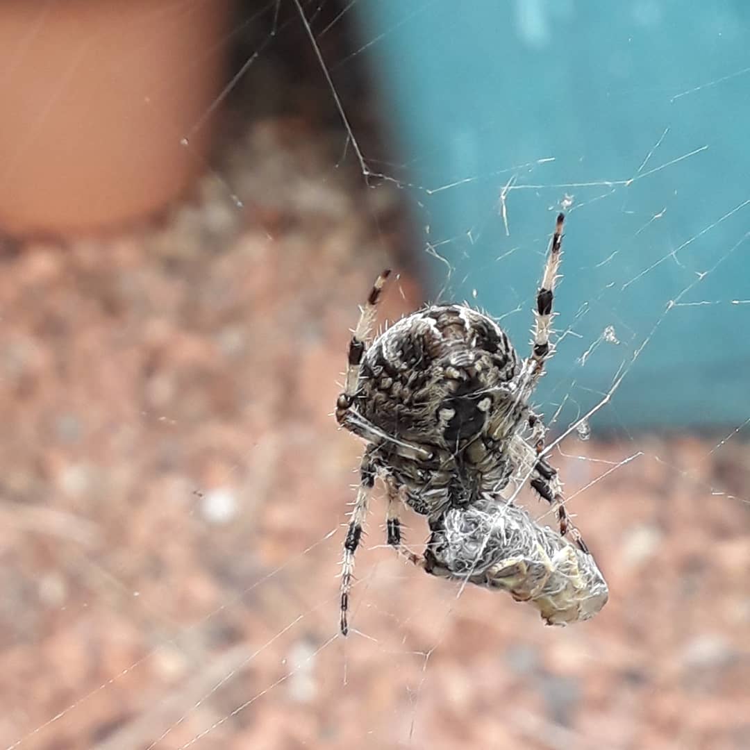 AteliersCortada's tweet photo. Sunday afternoon #snack with my #NewFriend in my #EdinburghGarden 
#FriendlyLocal https://t.co/zOtQ7IH9X5