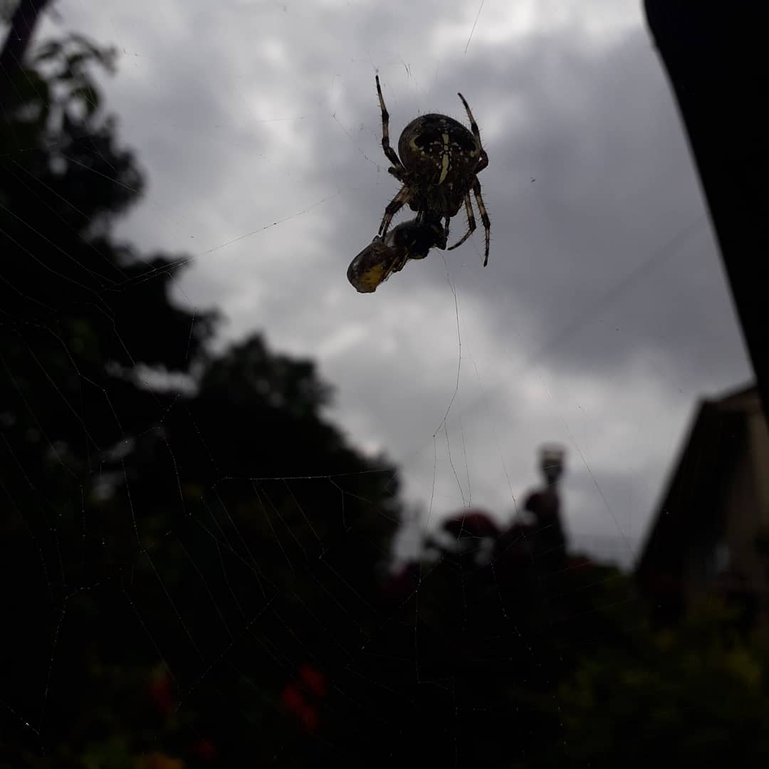 AteliersCortada's tweet photo. Sunday afternoon #snack with my #NewFriend in my #EdinburghGarden 
#FriendlyLocal https://t.co/zOtQ7IH9X5