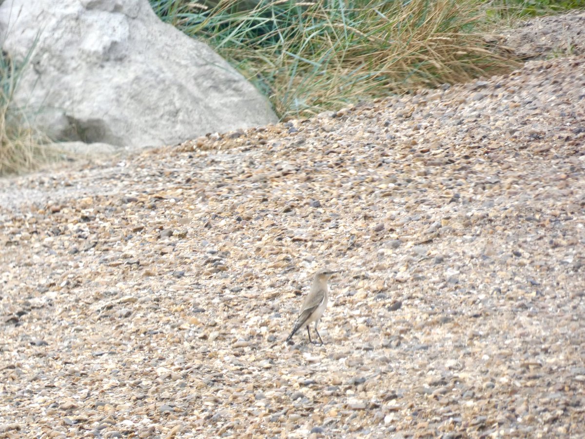 Itsinthestars76's tweet photo. Great camouflage @harbourbirds @DorsetBirdClub @RSPBbirders @BayHoles https://t.co/N9XFX5uJYX