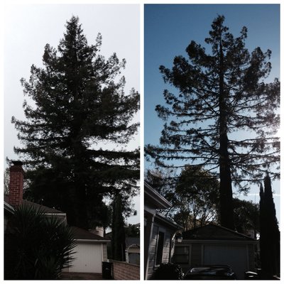 ArborTech1's tweet image. ArborTech Tree Care is here to help you with all of your  tree care, landscaping, and construction needs! arbortech1.net/landscape-cons… #TreePestControl #PestControlHayward #LandscapeConstructionRedwoodCity