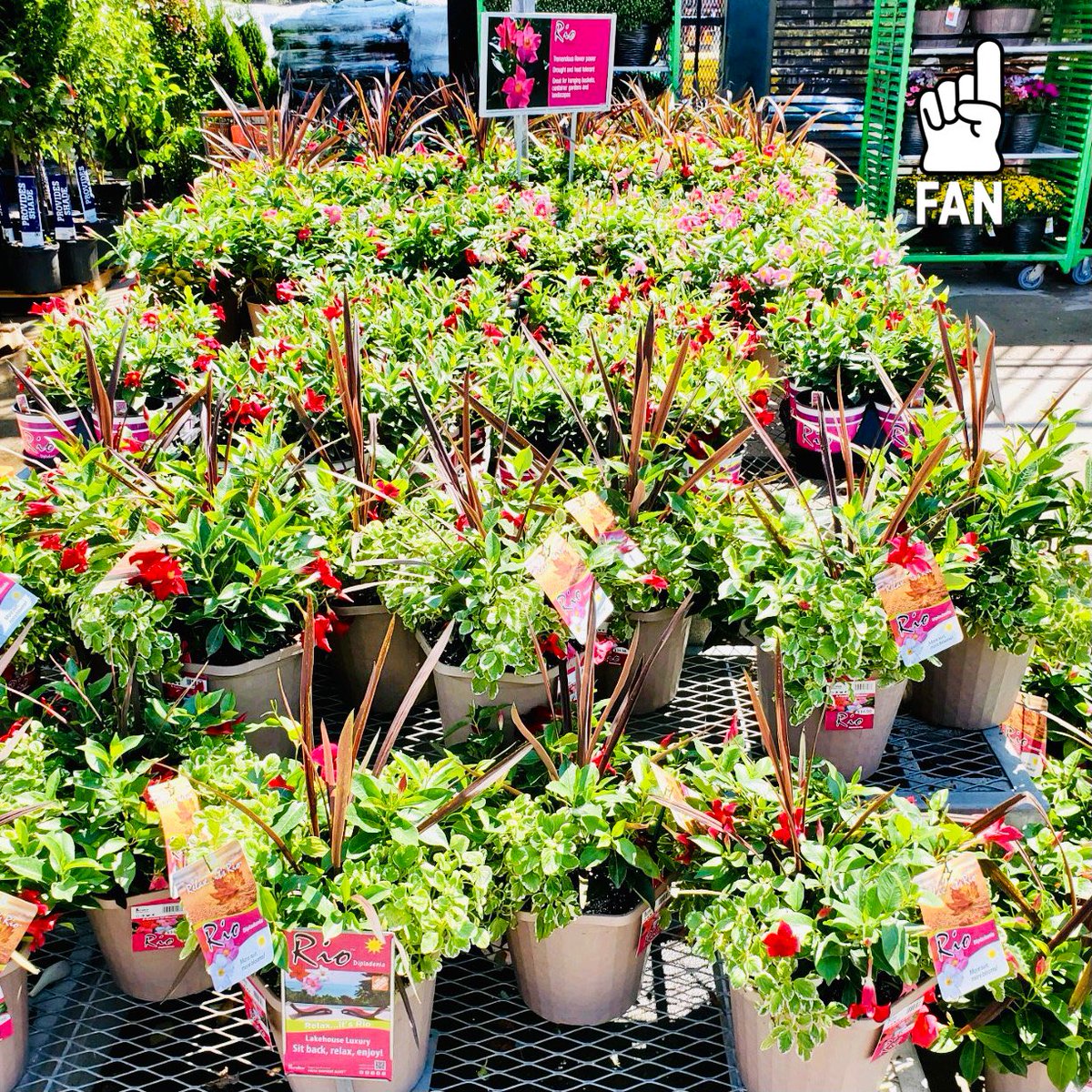 PPSKare's tweet photo. Farm Fresh RIO for Fall! Available at select Home Depot’s! Brighten up your gardens and porches with a splash of the tropics 🌴🌈☀️It’s RIO(L) awesome #HDexclusive @RioDipladenia @PPSinHD @Stephen_E_Camp https://t.co/kztzGcRw31