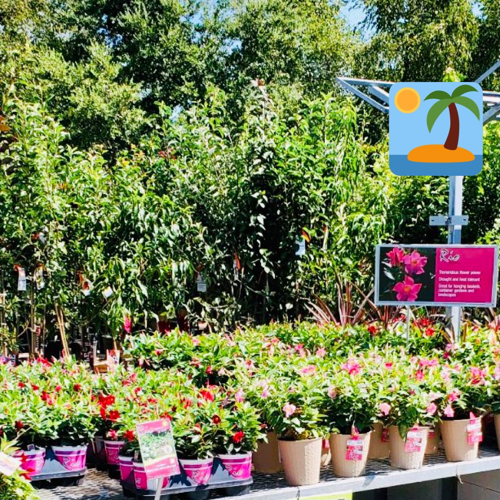 PPSKare's tweet photo. Farm Fresh RIO for Fall! Available at select Home Depot’s! Brighten up your gardens and porches with a splash of the tropics 🌴🌈☀️It’s RIO(L) awesome #HDexclusive @RioDipladenia @PPSinHD @Stephen_E_Camp https://t.co/kztzGcRw31
