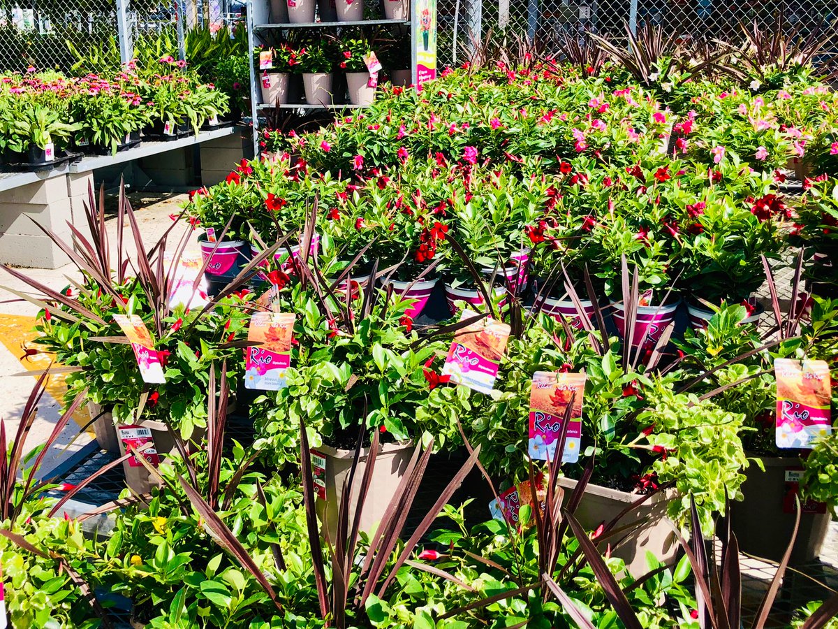 PPSKare's tweet photo. Farm Fresh RIO for Fall! Available at select Home Depot’s! Brighten up your gardens and porches with a splash of the tropics 🌴🌈☀️It’s RIO(L) awesome #HDexclusive @RioDipladenia @PPSinHD @Stephen_E_Camp https://t.co/kztzGcRw31