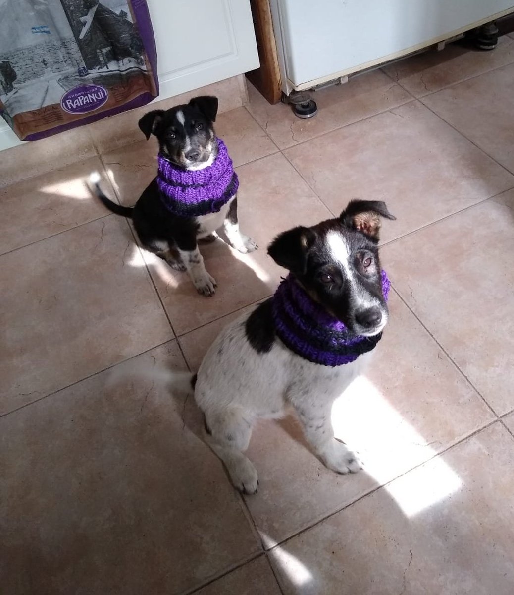 LoreleyVilaMelo's tweet photo. ⚠️CACHORRITOS EN ADOPCIÓN🐶
•Se dan juntos o separados
•Machos
•Tienen 3 meses
•Desparasitados y vacunados

Necesitan un hogar, por favor compartir! 🙏 https://t.co/QlPA3tOmm3