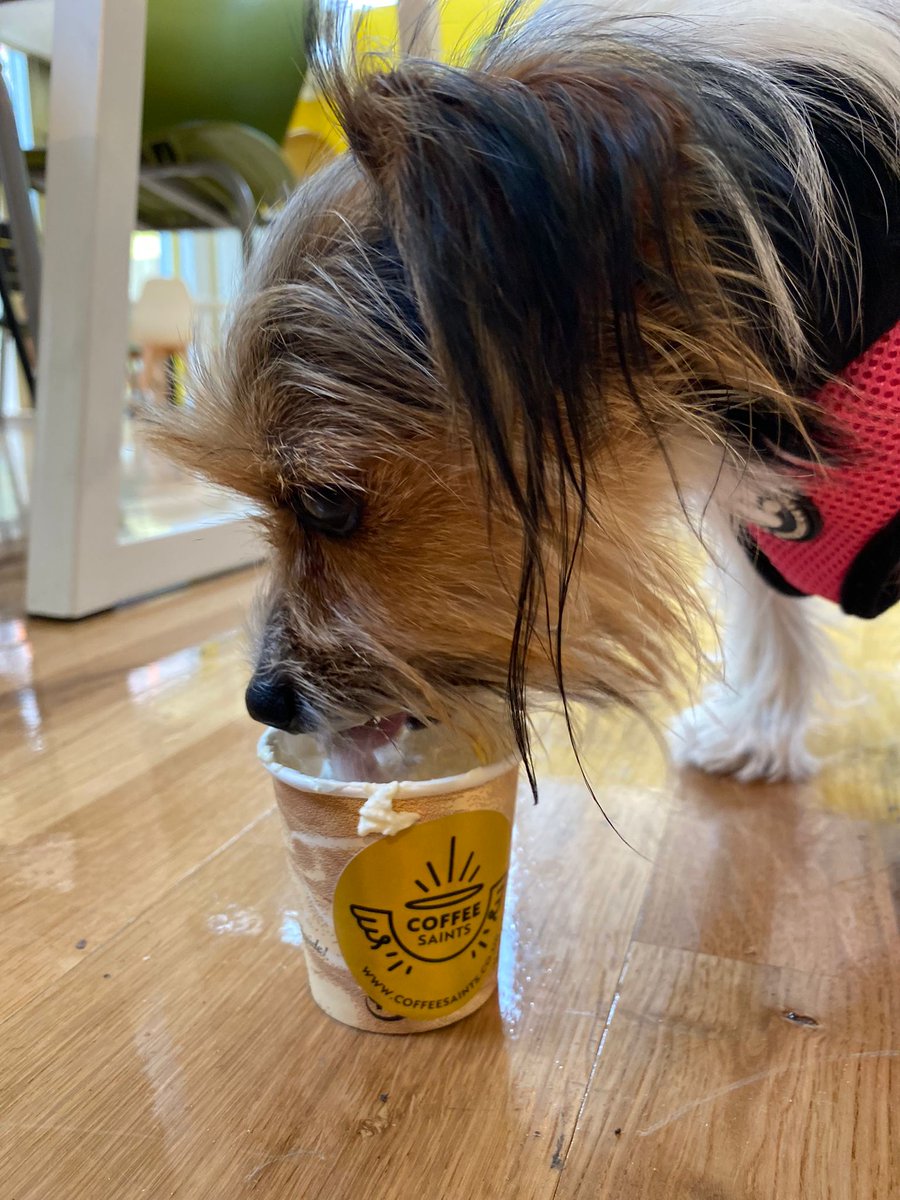 coffeesaints's tweet photo. We had a visit from the cutest little girl today-missy. She thoroughly enjoyed her Pup Cup and made friends with our Pup Roch!🐶🥰☕️😇 #CoffeeSaintsdogs #IamACoffeeSaint #Dugsnpubs #Edinburgh #Edinburghcafes #DogsofEdinburgh #Dogswelcome #Dogfriendly https://t.co/BKPBWfsgdV