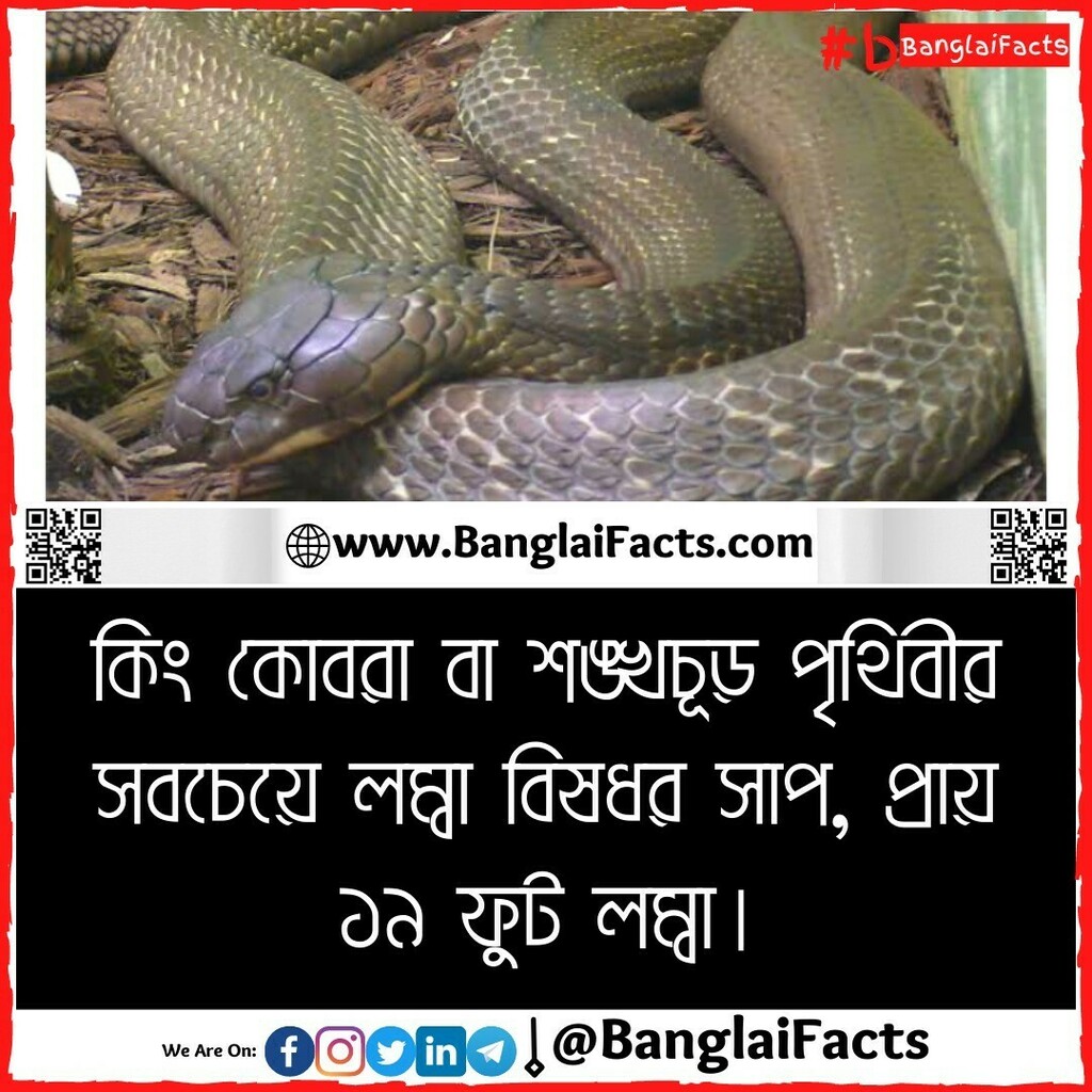 BanglaiFacts's tweet photo. আপনি কি তথ্যটি আগে জানতেন? 😮😲

• আমাদের আর্টিকেল পড়তে এবং নিত্য-নতুন তথ্য জানতে ভিজিট করুন এই ওয়েবসাইটেঃ
https://t.co/XuKvT5dV6l

#banglafacts #bengali_facts #bangla #বাংলা #facts https://t.co/kA1x6zzPLV