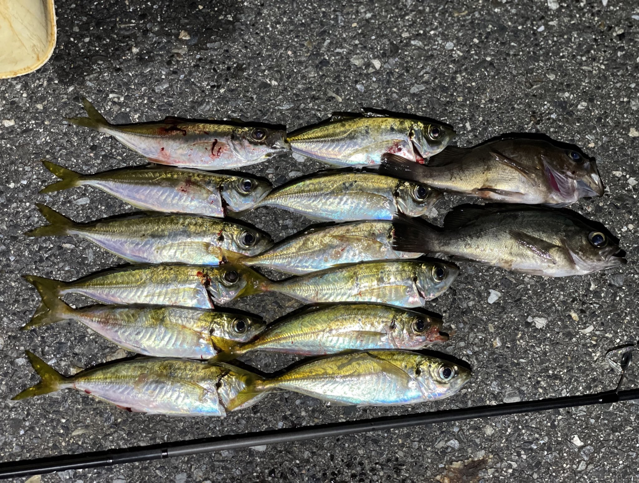 鰺道5g S622l アジングロッド Www Agfif Com