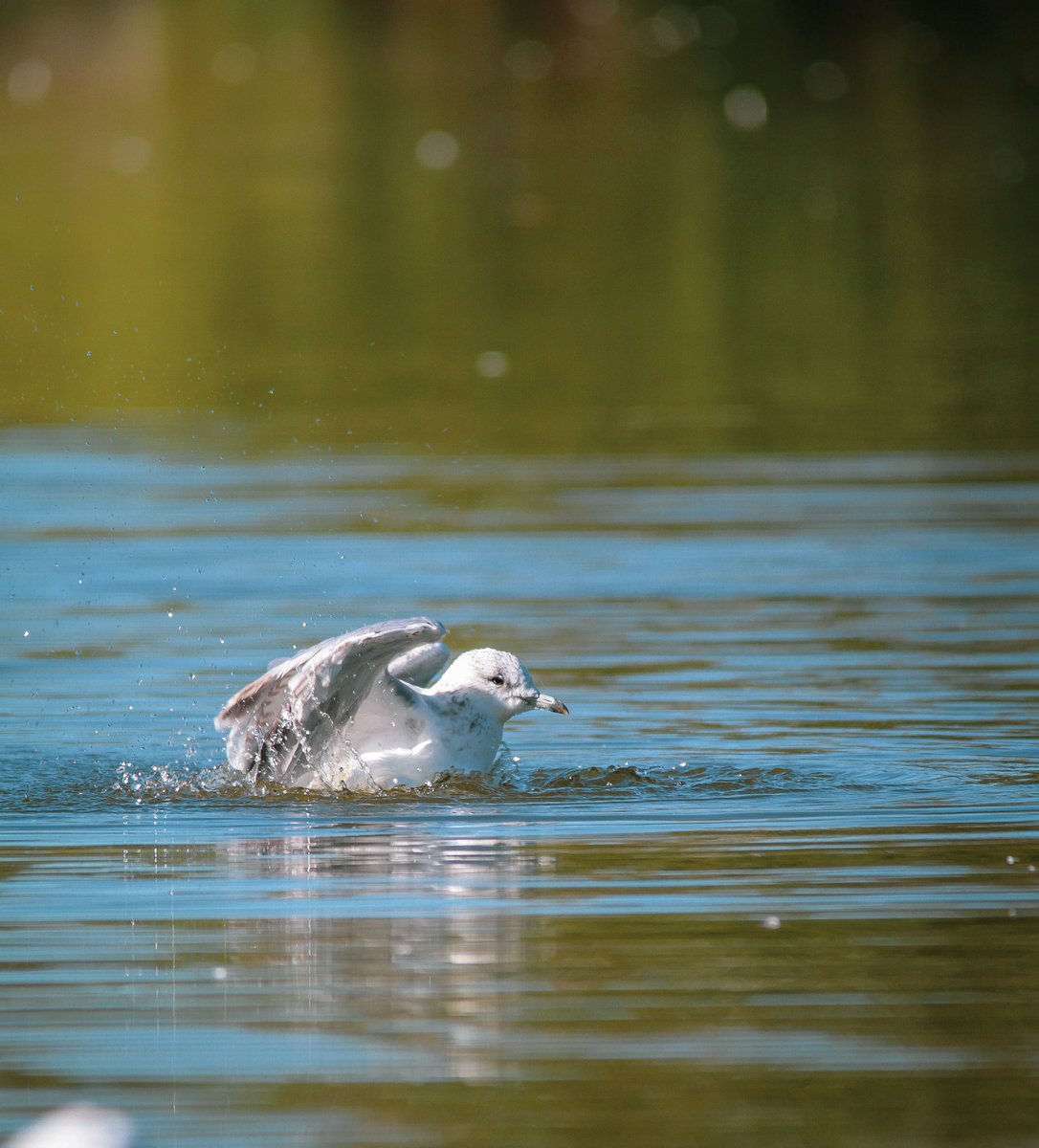 Hi Twitter👋 Enjoy some seagull photos i took on a early sunday morning🙌 #Nature #Citywildlife