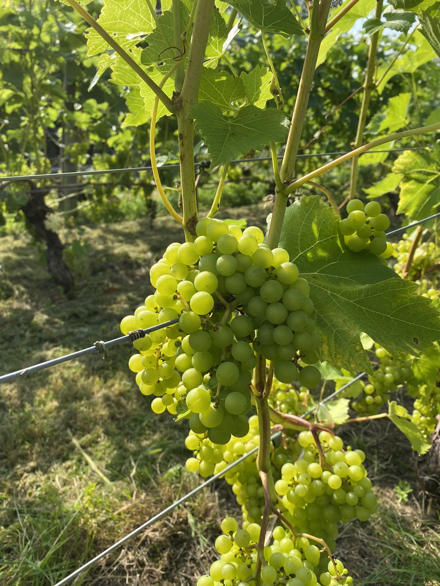 Cazlar123's tweet photo. Grapes are ripening in the September sunshine - nearly harvest time ππΌπ₯#localvineyard https://t.co/eaP0BWffxK