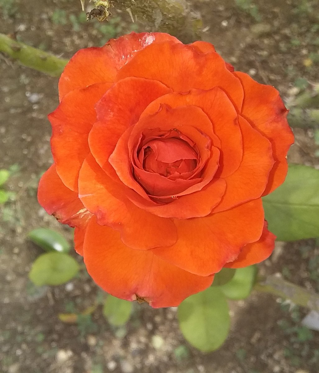 AckermanAlisce's tweet photo. #hoy_soy_v.Recuenden la vida es como una camara enfocate solo en lo importante captura los buenos momentos saca de lo negativo algo positivo y si no sale como esperabas intenta una nueva toma.Espero pronto volvernos a reunirnos y abrazarnos como los hicimos ayer https://t.co/FXo6Ngbz3H