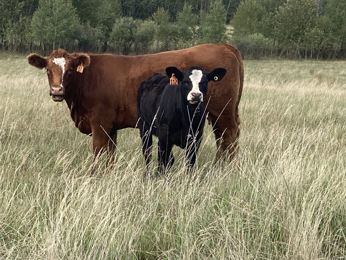 **Attention Cowboys and Cowgirls**

Check out this opportunity to get in on a nice set of foundation females 

RTs appreciated 

#Angus #Simmental #CdnBeef