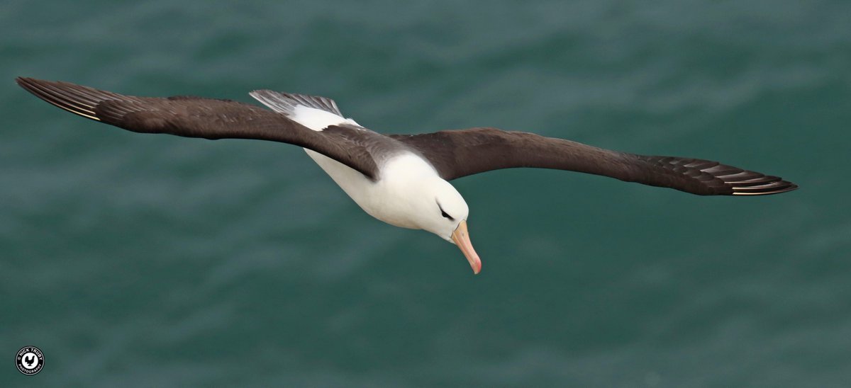 The very magnificent Black-browed Albatross @Bempton_Cliffs on Saturday. What a bird! @BirdGuides @Natures_Voice @AlbyTaskForce #albie