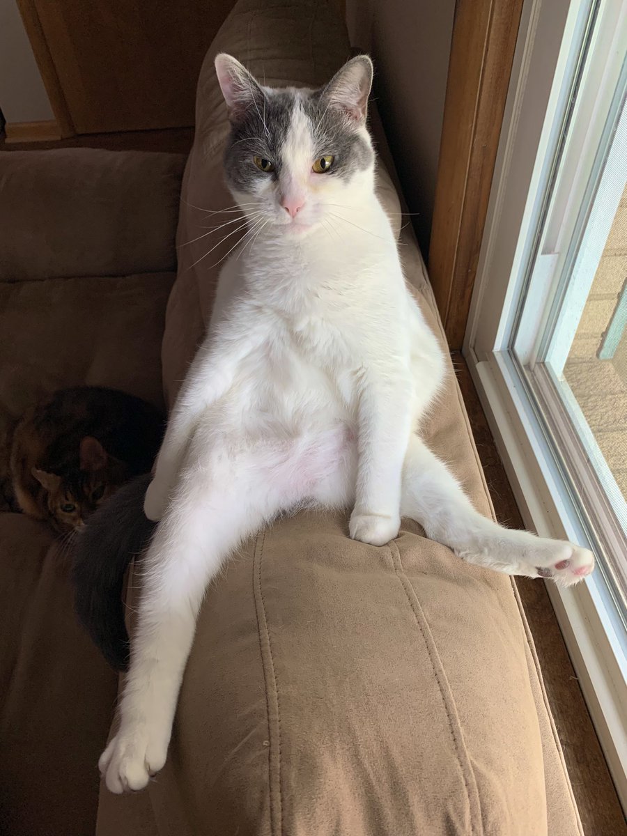 kat_pattt's tweet photo. Sundays are for the cats https://t.co/91wHyyo9YT