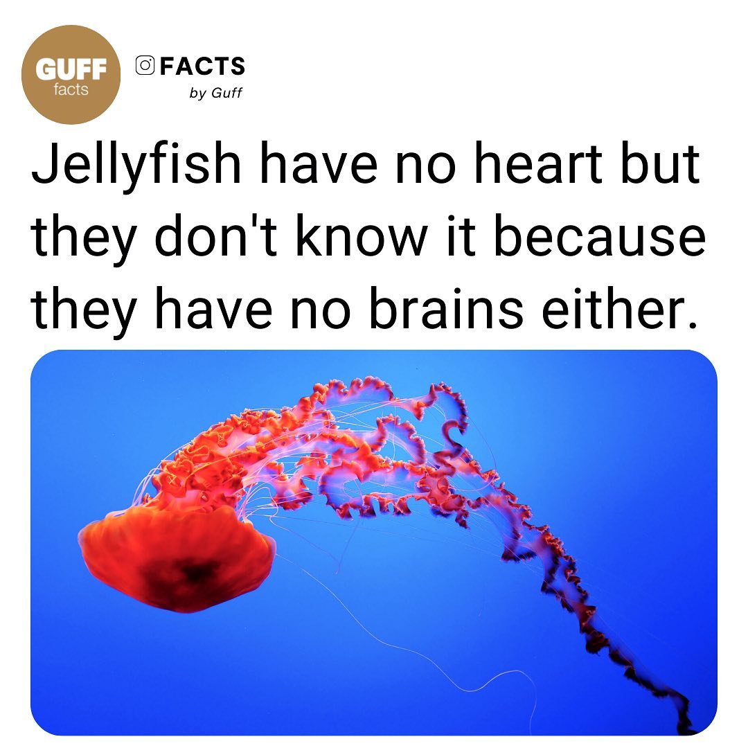 Did you know? Via 📷 facts #science #jellyfish #brainsharper